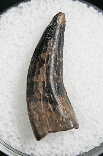 Dromaeosaur (Raptor) Tooth - Montana #8356
